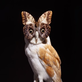 Owl Butterfly (Black) by Nancy Fouts