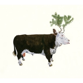 Bull & Spruce by Adam Batchelor