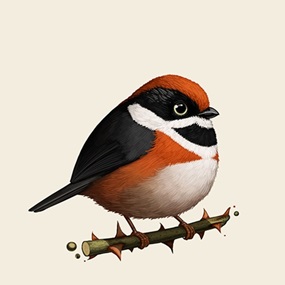 Fat Bird - Black-Throated Bushtit by Mike Mitchell