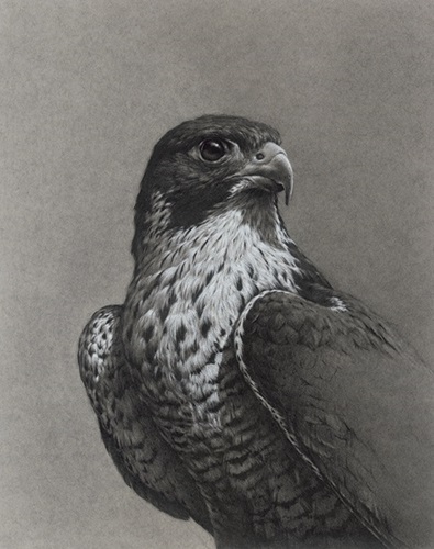 Peregrine Falcon (Timed Edition) by Vanessa Foley