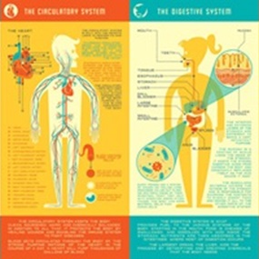 Human Anatomy by Kevin Tong