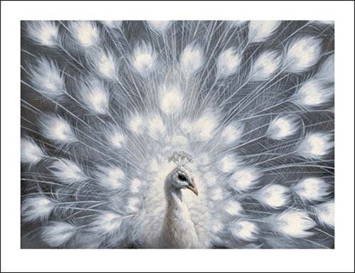 Peacock  by Vanessa Foley