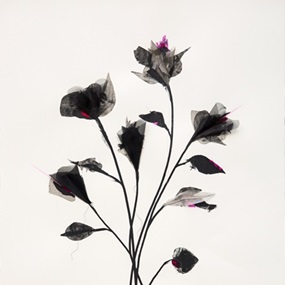 Shadow Flowers (Pink) by Rob Wass