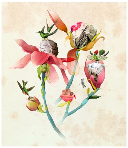 Magnolias  by Delphine Lebourgeois