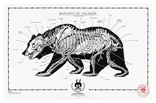 Anatomy Of The Bear: Anatomy Sheet No. 14  by Nychos