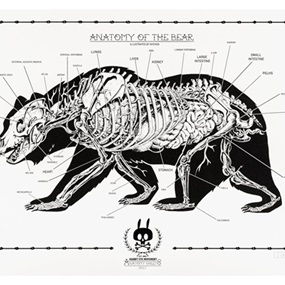 Anatomy Of The Bear: Anatomy Sheet No. 14 by Nychos