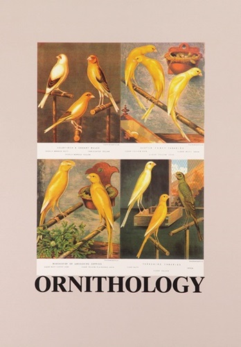 O Is For Ornithology  by Peter Blake