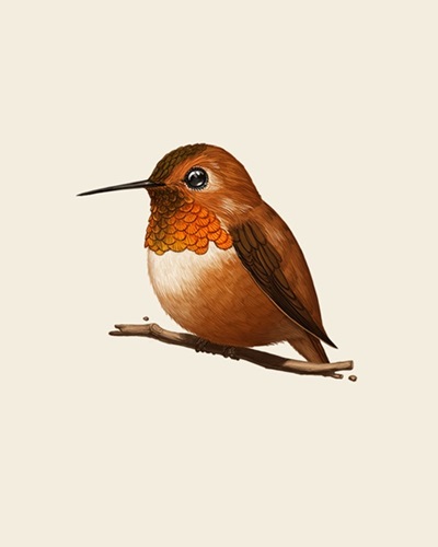 Fat Bird - Rufous Hummingbird  by Mike Mitchell