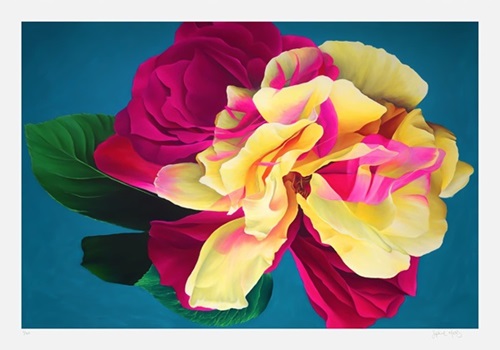 Nebula Rose  by Sophie Mess