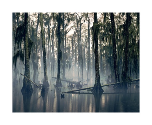 Spanish Moss, Louisiana, USA, 1997  by Nadav Kander