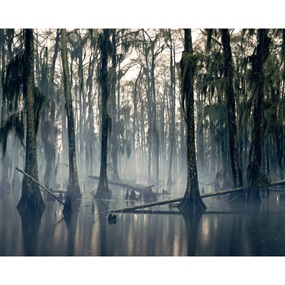 Spanish Moss, Louisiana, USA, 1997 by Nadav Kander