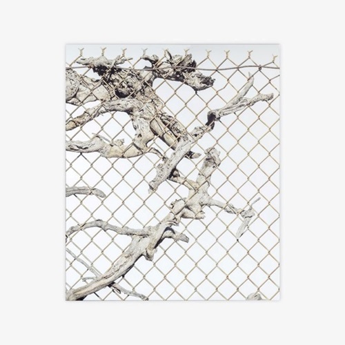 Old Growth  by Sayre Gomez