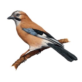 Eurasian Jay (Timed Edition) by Vanessa Foley