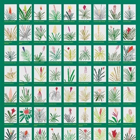 A Selection Of 81 Aechmea Bromeliads by Jonas Wood