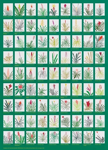 A Selection Of 81 Aechmea Bromeliads  by Jonas Wood