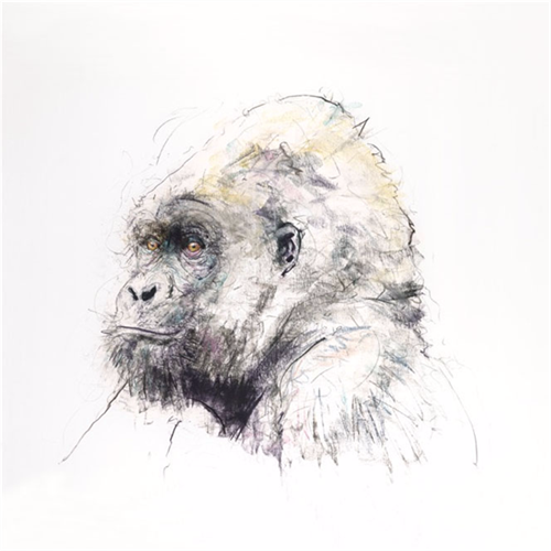 Gorilla  by Dave White