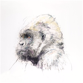 Gorilla by Dave White