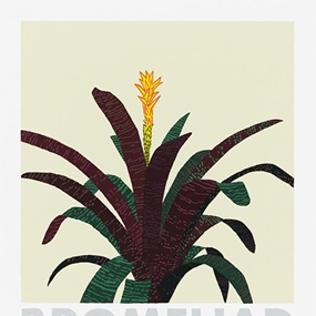 Bromeliad by Jonas Wood