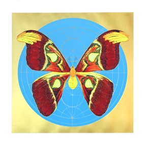 Atlas Moth (Light Blue) by Jessica Albarn