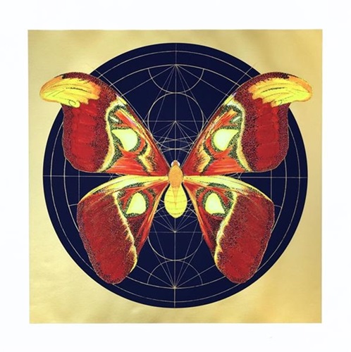 Atlas Moth (Dark Blue) by Jessica Albarn