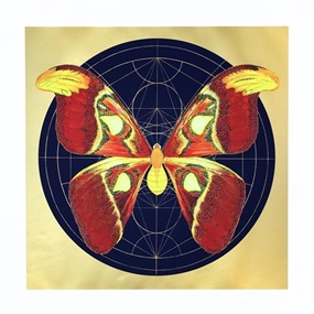 Atlas Moth (Dark Blue) by Jessica Albarn