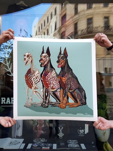 Doberman Anatomy  by Nychos