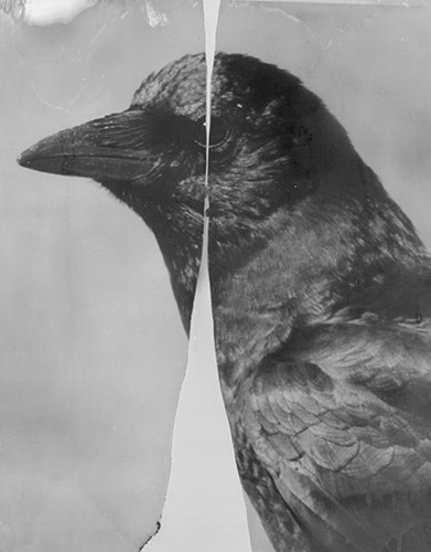 Cleaved Crow, 2015-2018  by Eileen Quinlan