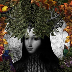 New Growth In The Old Forest by Dan Hillier
