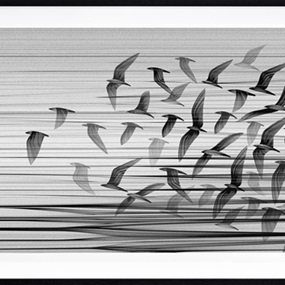 Migration South (XL) by Kai & Sunny