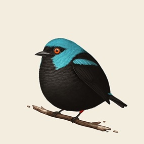 Fat Bird - Scarlet-Thighed Dacnis by Mike Mitchell