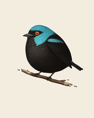 Fat Bird - Scarlet-Thighed Dacnis  by Mike Mitchell