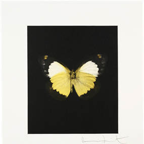 Reveal by Damien Hirst