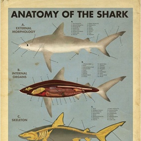 Anatomy Of The Shark (First Edition) by Max Dalton