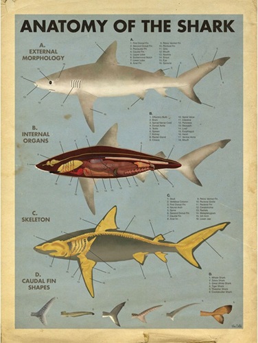 Anatomy Of The Shark (First Edition) by Max Dalton