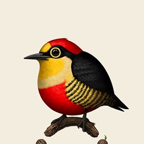 Yellow-Fronted Woodpecker by Mike Mitchell