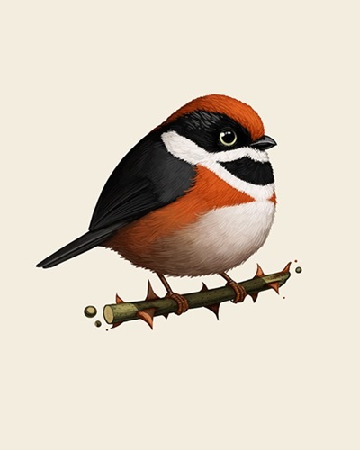 Fat Bird - Black-Throated Bushtit  by Mike Mitchell
