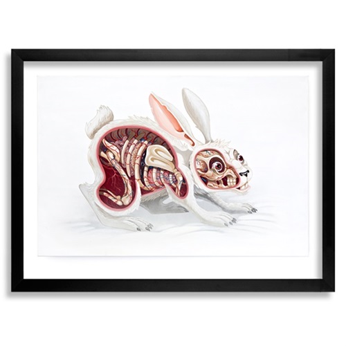 Lepus Pellis Os Omentum  by Nychos