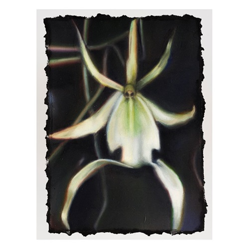 Ghost Orchid  by Ella Rose Flood