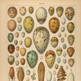 Found Art: Eggs by Peter Blake