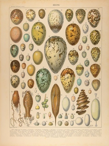 Found Art: Eggs  by Peter Blake