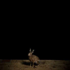 Studio Hare by Sam Taylor-Johnson