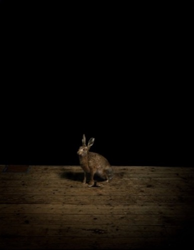 Studio Hare  by Sam Taylor-Johnson