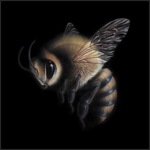 Honeybee  by Dylan Floyd