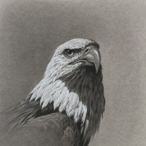 Bald Eagle (Timed Edition) by Vanessa Foley