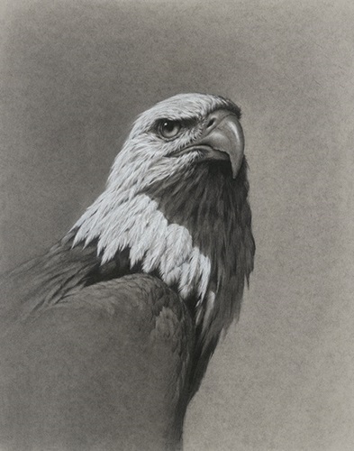 Bald Eagle (Timed Edition) by Vanessa Foley