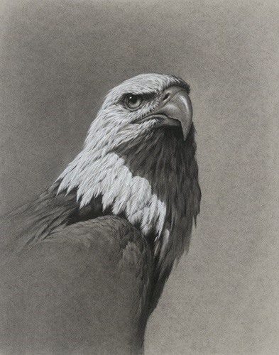 Bald Eagle (Timed Edition) by Vanessa Foley