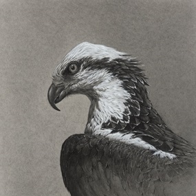 Osprey (Timed Edition) by Vanessa Foley