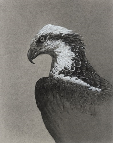 Osprey (Timed Edition) by Vanessa Foley