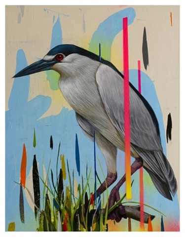 Black Crowned Night Heron  by Frank Gonzales