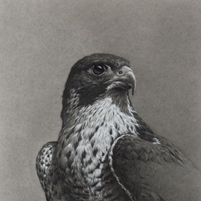 Peregrine Falcon (Timed Edition) by Vanessa Foley